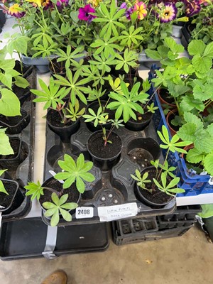 Lot 12 mixed coloured lupins