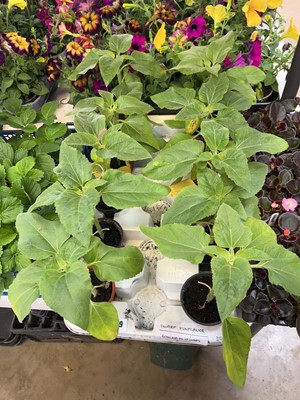 Lot Tray of 10 dwarf sunflowers