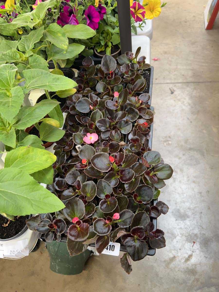 Lot 2410 - 3 trays of approx. 36 bedding begonias