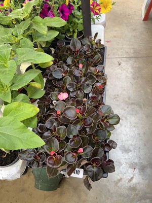 Lot 3 trays of approx. 36 bedding begonias