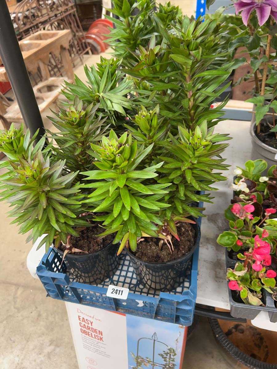 Lot 2411 - 4 potted Orange Pixie liliums
