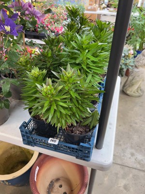 Lot 4 potted Orange Pixie liliums
