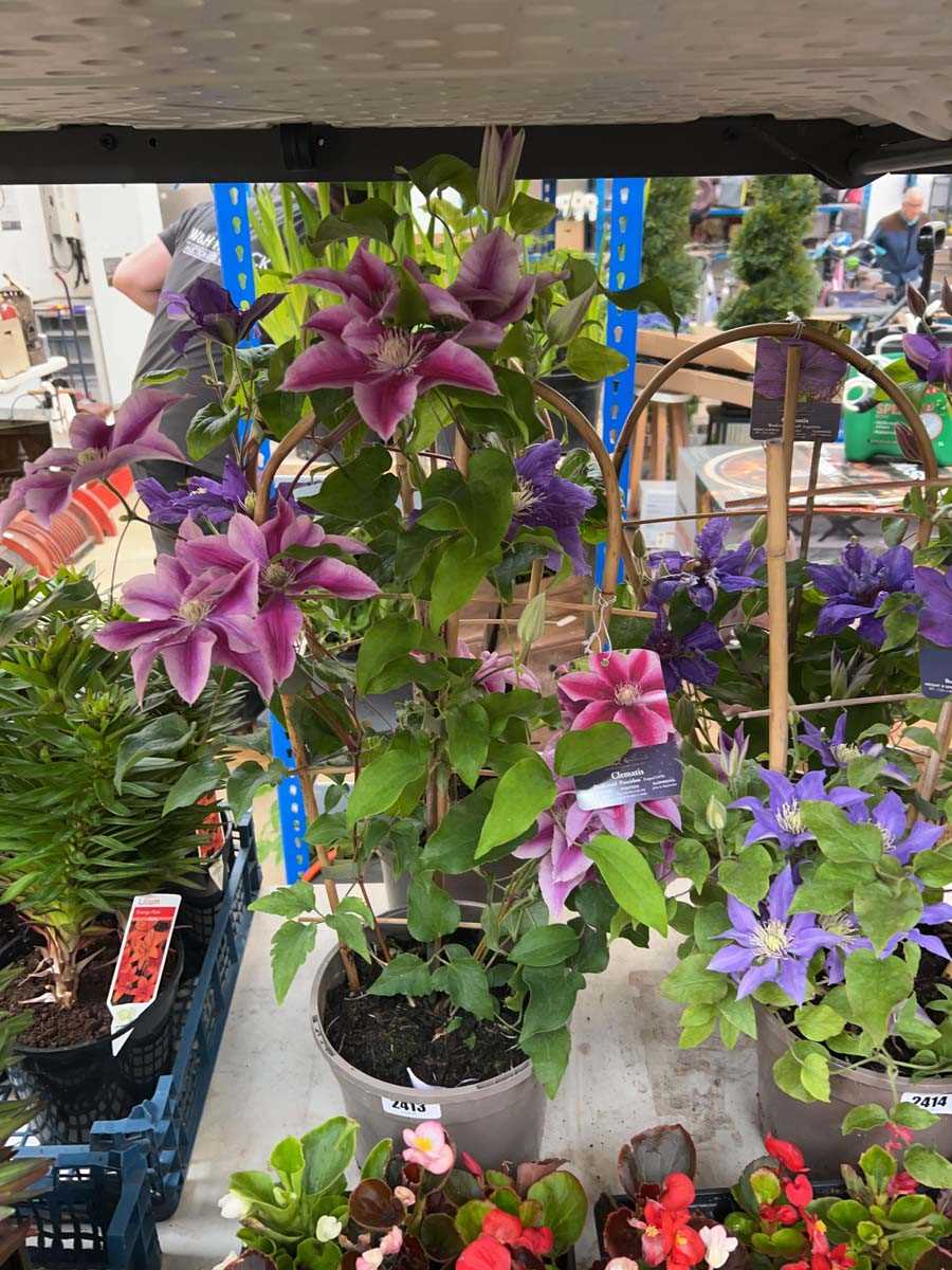 Lot 2413 - Pair of potted Boulevard Poseidon clematis