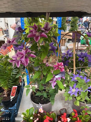 Lot Pair of potted Boulevard Poseidon clematis