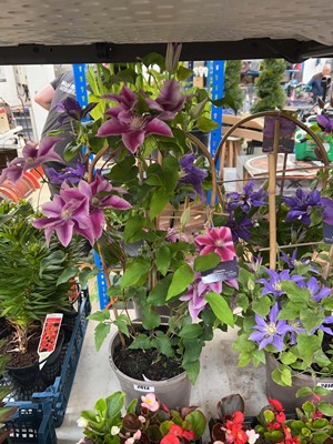Lot 2413 - Pair of potted Boulevard Poseidon clematis