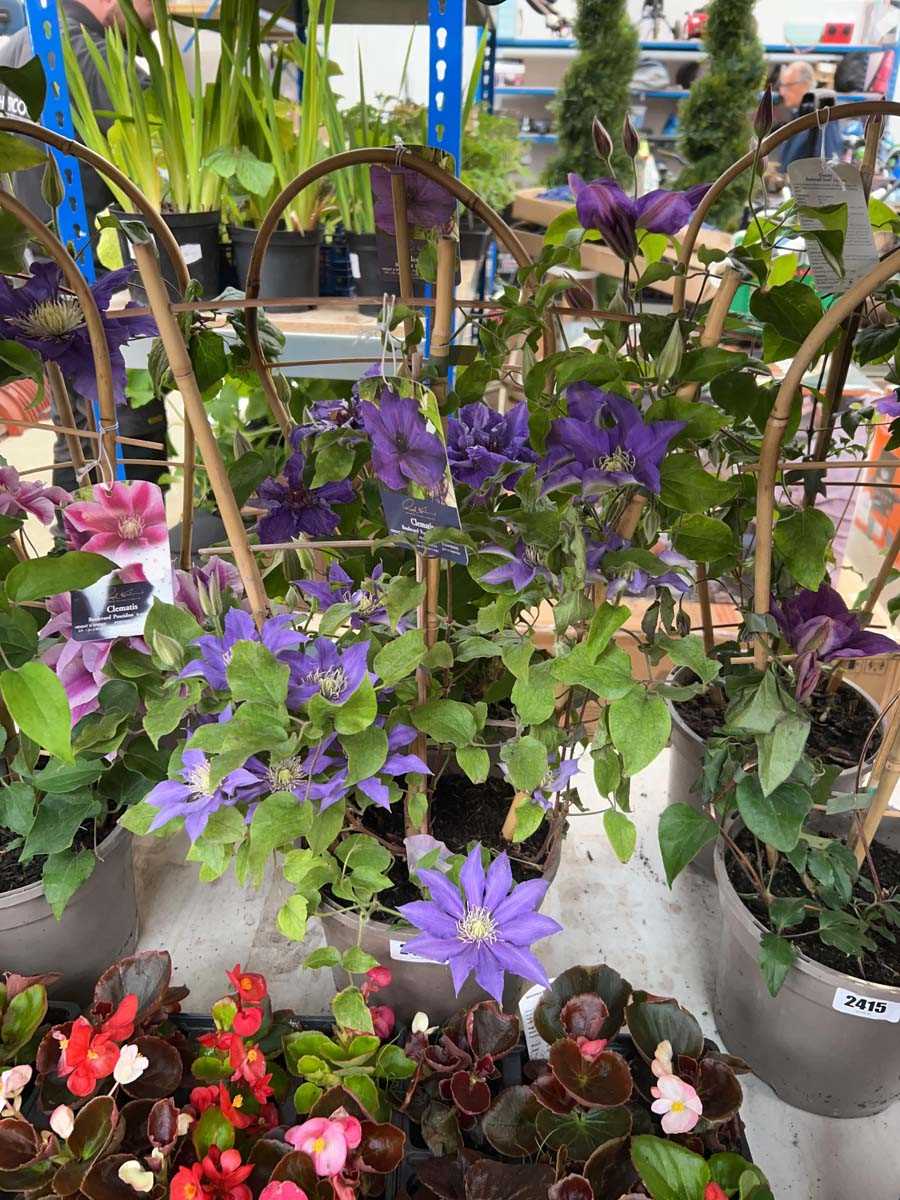 Lot 2414 - Pair of potted Boulevard Poseidon clematis