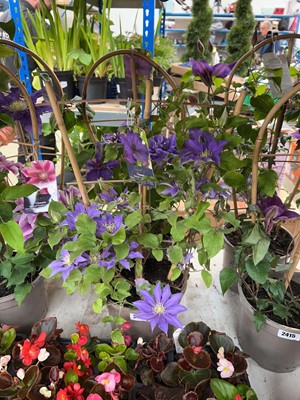 Lot Pair of potted Boulevard Poseidon clematis