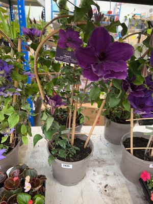 Lot Pair of potted Boulevard Poseidon clematis