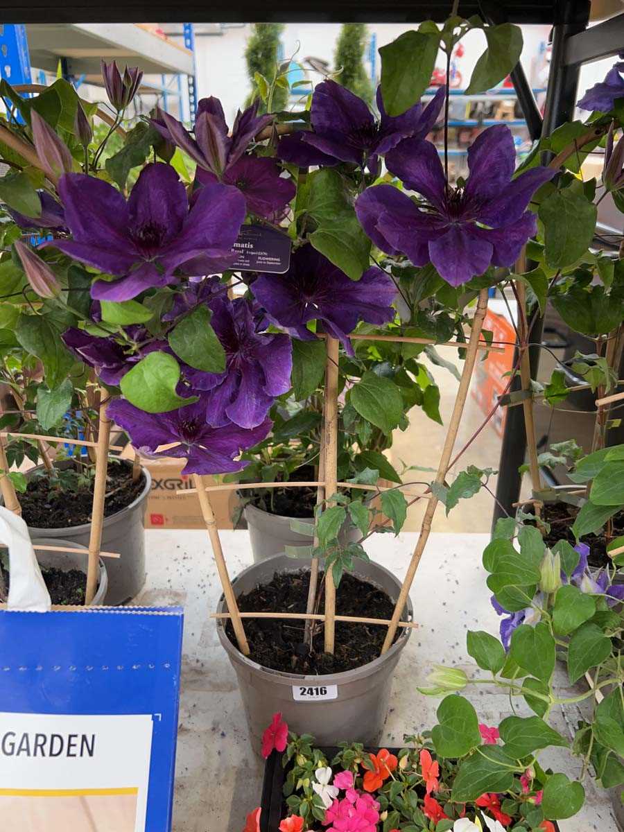 Lot 2416 - Pair of potted Boulevard Poseidon clematis