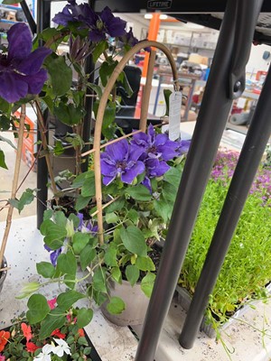 Lot Pair of potted Boulevard Poseidon clematis