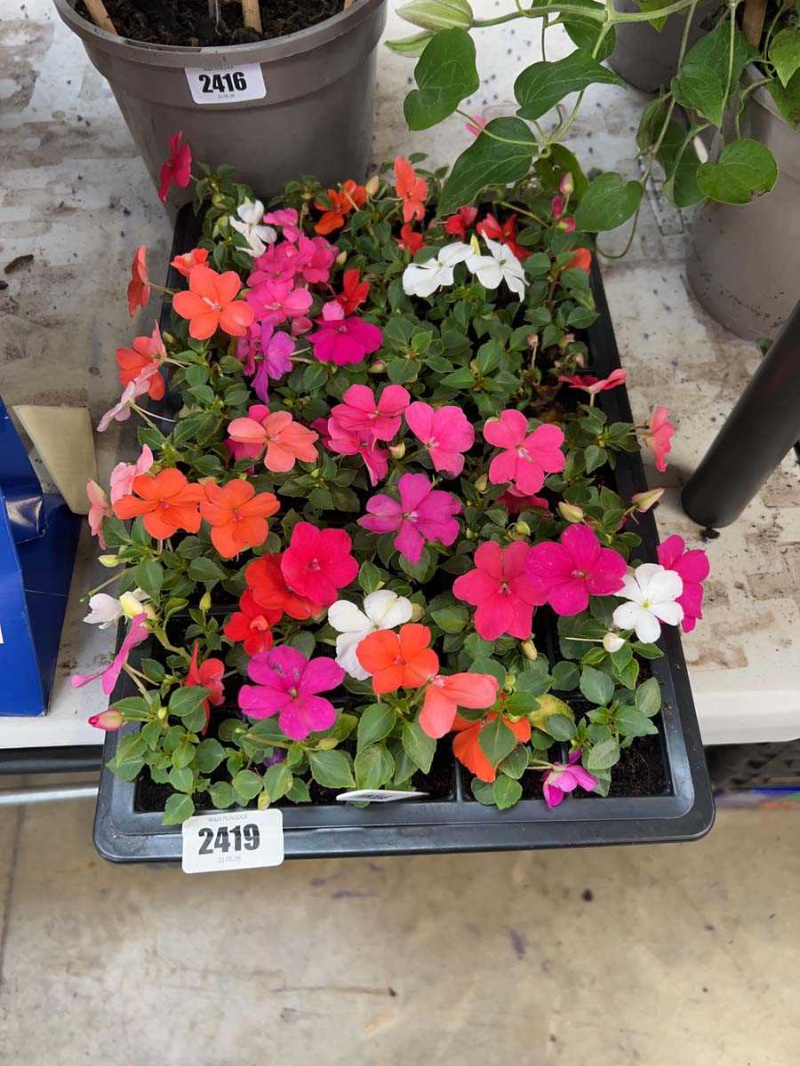 Lot 2419 - Tray of impatiens