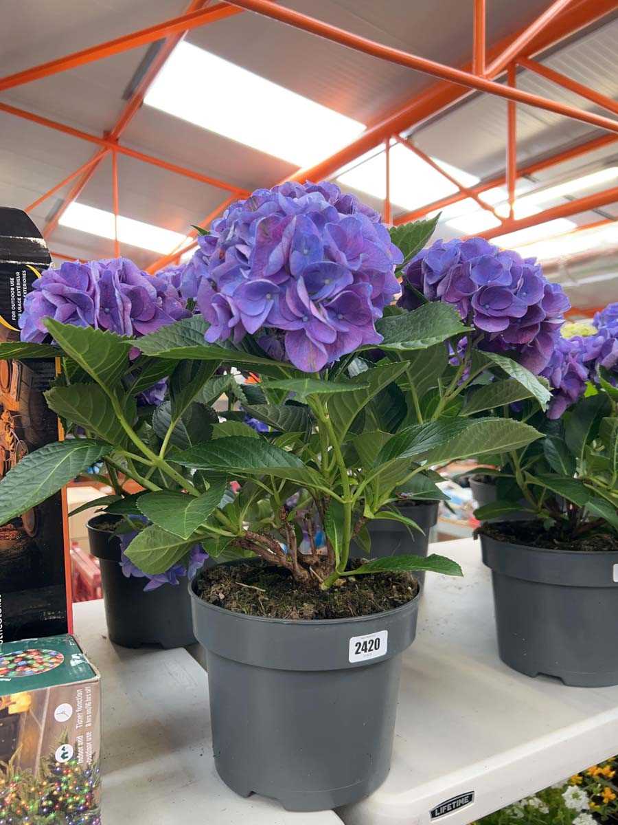 Lot 2420 - Large pair of potted hydrangeas