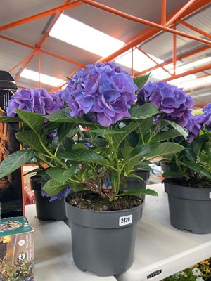 Lot Large pair of potted hydrangeas