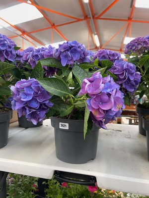 Lot Large pair of potted hydrangeas
