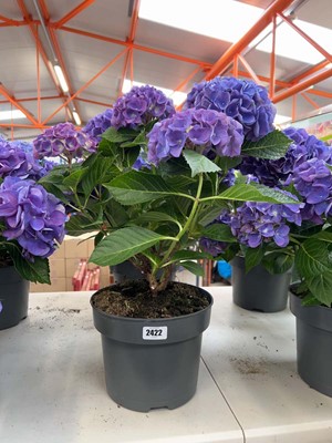 Lot Large pair of potted hydrangeas