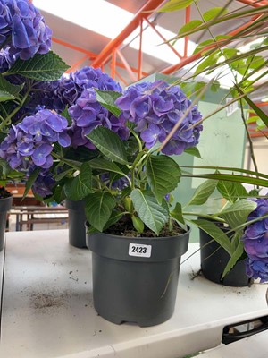 Lot Large pair of potted hydrangeas