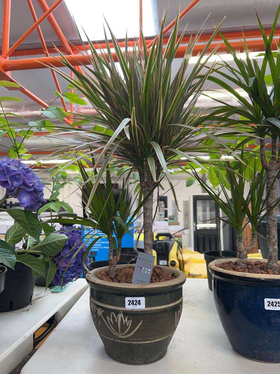 Lot 2424 - Potted dracaena dragon tree in green glazed pot