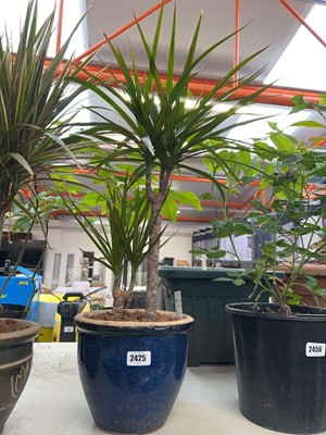 Lot Potted dracaena dragon tree in blue glazed pot