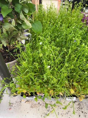 Lot 3 trays of 27 trailing white lobelia