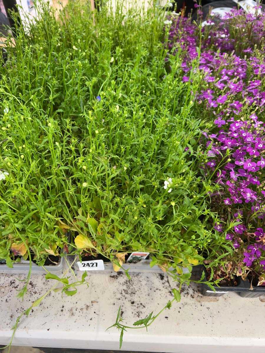 Lot 2427 - 3 trays of 27 trailing white lobelia