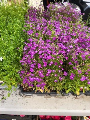Lot 3 trays of 27 Rosamund Compact lobelia