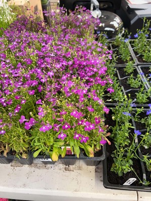 Lot 3 trays of 27 Rosamund Compact lobelia