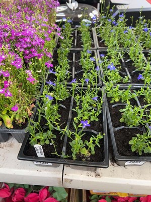 Lot 3 trays of 18 potted dark blue lobelia