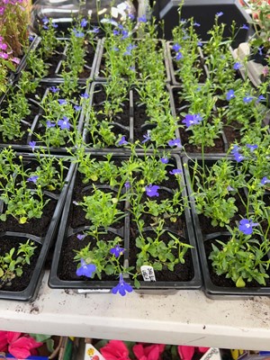 Lot 3 trays of 18 potted dark blue lobelia