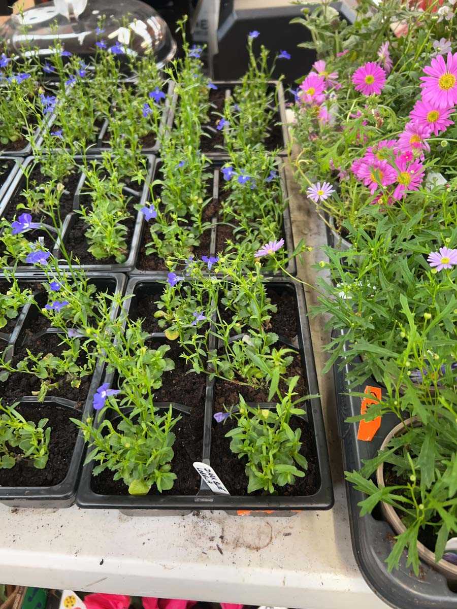 Lot 2432 - 3 trays of 18 potted dark blue lobelia