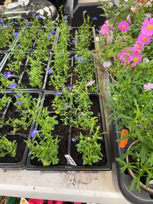 Lot 3 trays of 18 potted dark blue lobelia