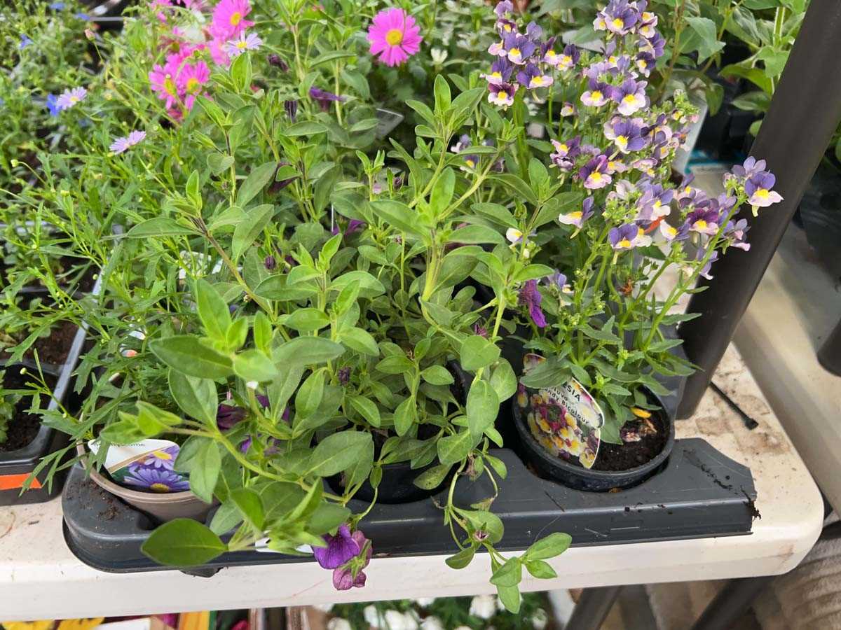 Lot 2433 - Tray containing 6 mixed basket plants incl....