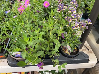 Lot Tray containing 6 mixed basket plants incl....