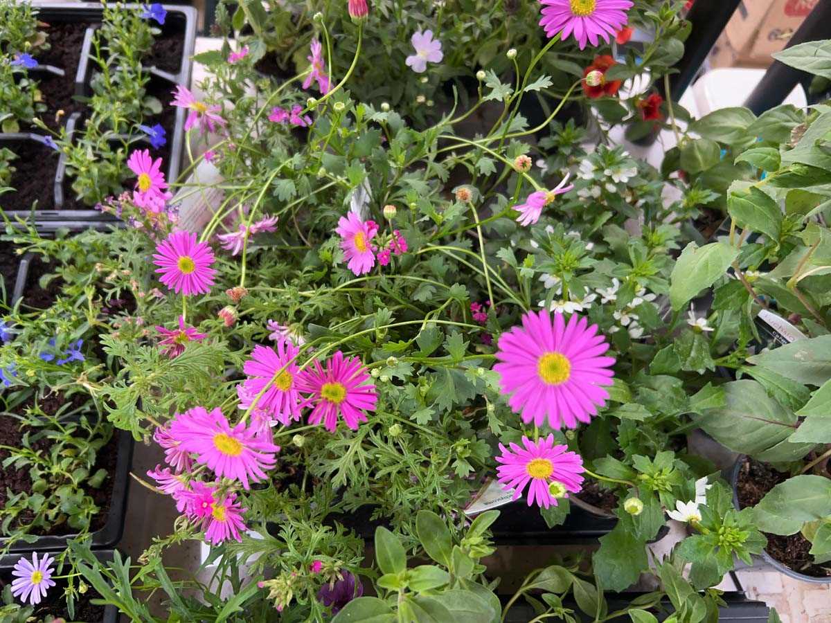 Lot 2434 - Tray containing 6 mixed basket plants incl....