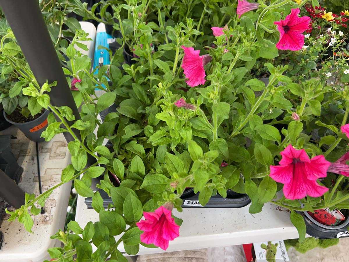 Lot 2435 - Tray of 9 large Hot Pink petunias