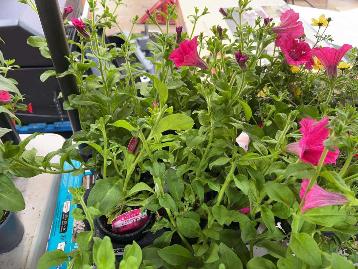 Lot 2436 - Tray of 9 large Hot Pink petunias