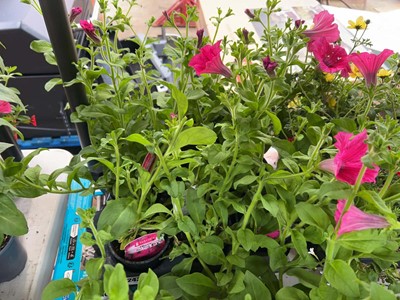 Lot Tray of 9 large Hot Pink petunias