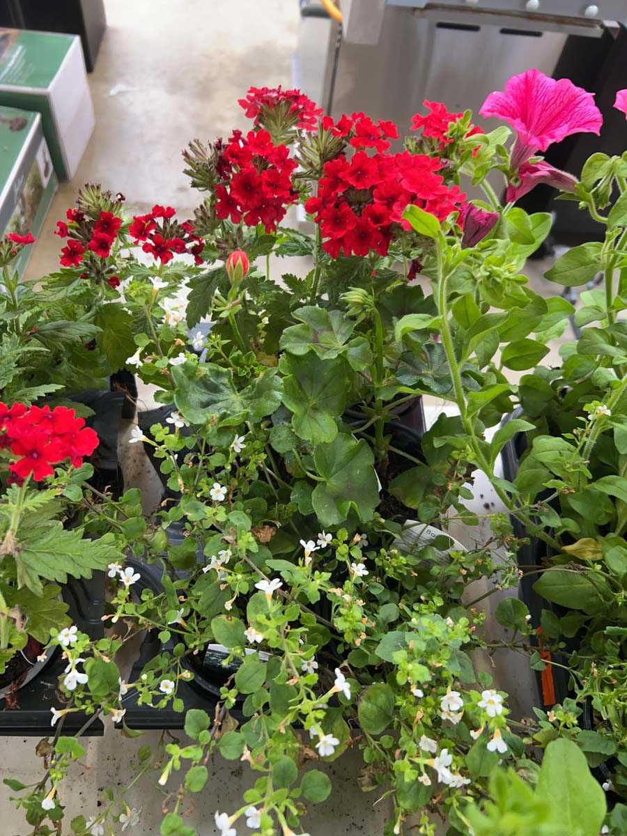 Lot 2437 - Tray of 6 mixed border plants incl. verbena,...