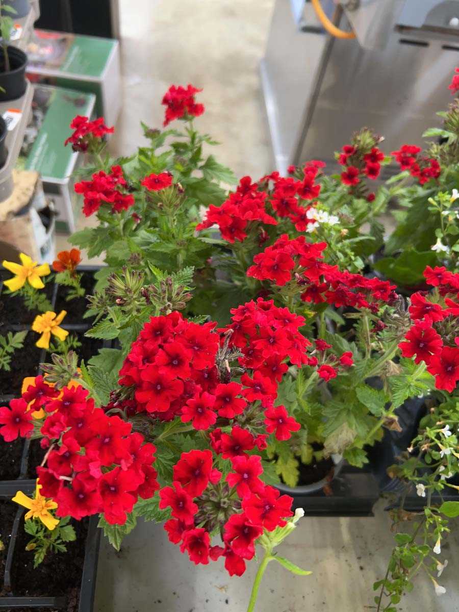 Lot 2438 - 6 trays of approx. 36 bedding begonias