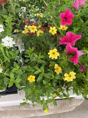 Lot Tray containing 6 mixed plants incl. Bidens,...