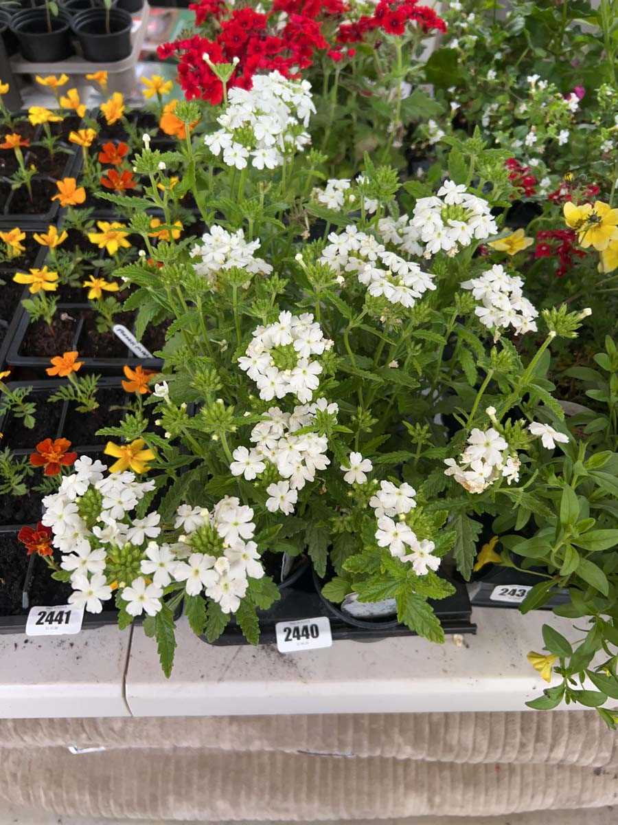 Lot 2440 - Tray containing 6 Snow Boat white verbena