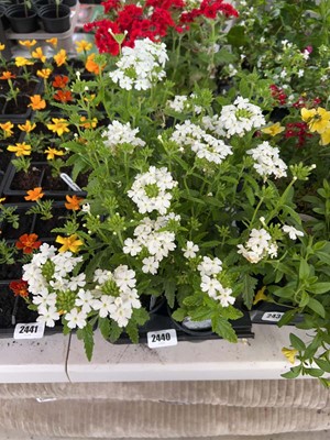 Lot Tray containing 6 Snow Boat white verbena
