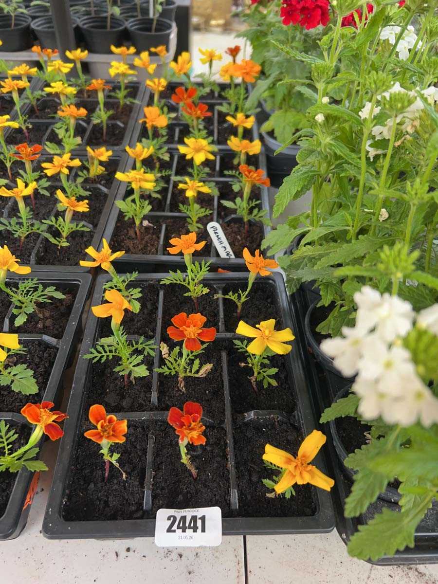 Lot 2441 - 3 trays of 27 French marigolds
