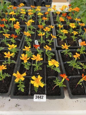 Lot 3 trays of 27 French marigolds