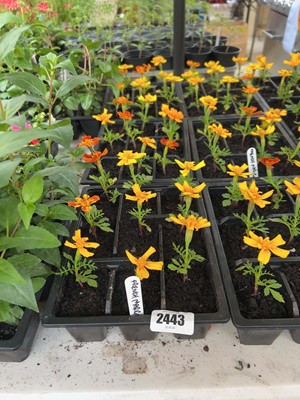 Lot 3 trays of 27 French marigolds