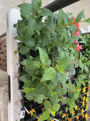 Lot 2 trays of 12 potted Blue Angel fuchsias