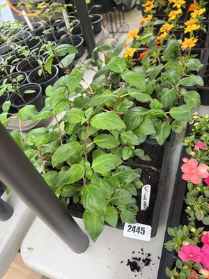 Lot 2 trays of 12 potted Ringwood Market fuchsias