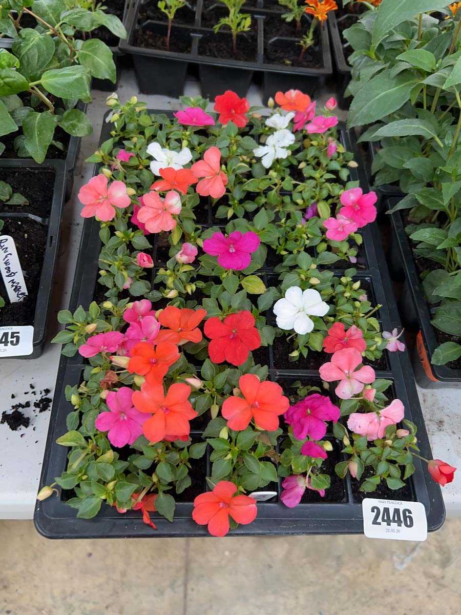 Lot 2446 - Tray of impatiens