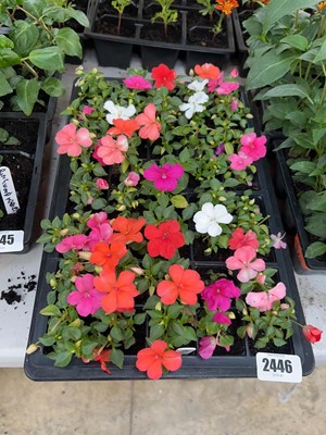 Lot Tray of impatiens