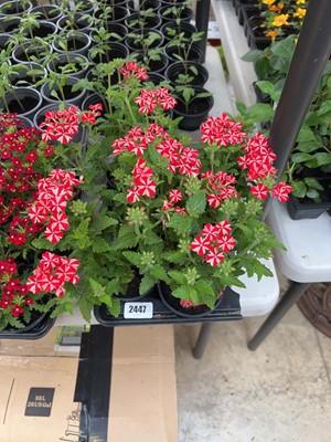 Lot Tray of 6 Red Star Show Boat verbena