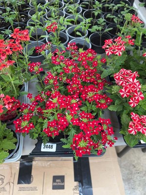 Lot Tray containing 6 Red Enchantment verbena